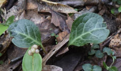 Pyrola americana