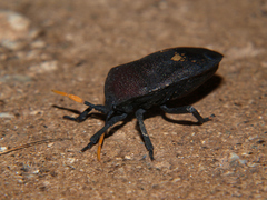 Coridius nubilus