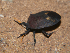 Coridius nubilus
