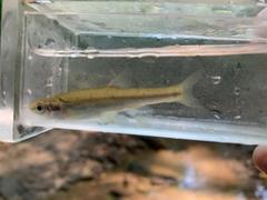 Chrosomus cumberlandensis