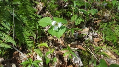 Trillium simile