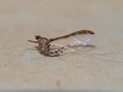 Cloeon smaeleni
