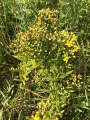 Hypericum sphaerocarpum