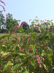 Persicaria orientalis