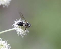 Leucozona laternaria