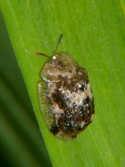 Cassida coagulata
