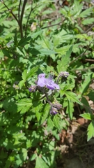Phacelia bipinnatifida