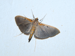 Filodes costivitralis