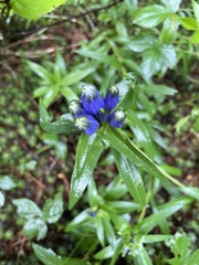 Gentiana linearis
