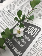 Crataegus munda