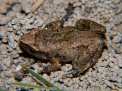 Arthroleptis xenodactyloides