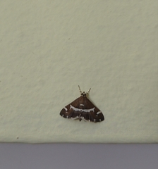 Spoladea recurvalis