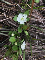 Crataegus munda