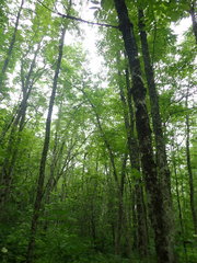 Fraxinus nigra image
