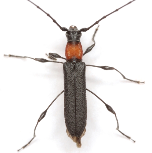 Rhopalophora meeskei Casey, 1891