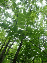 Fraxinus nigra image