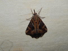 Hypena commixtalis