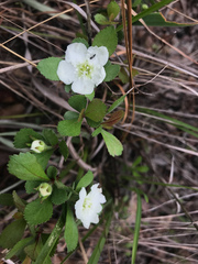 Crataegus munda