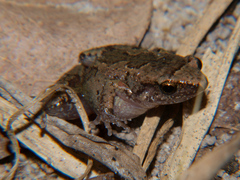 Arthroleptis xenodactyloides