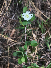 Crataegus munda
