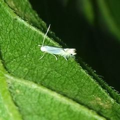 Phyllocnistis vitegenella