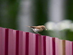 Phylloscopus trochiloides