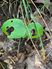 Clematis ochroleuca
