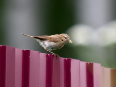 Phylloscopus trochiloides