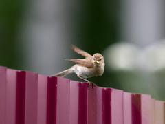 Phylloscopus trochiloides