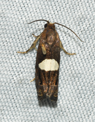 Epiblema gibsoni