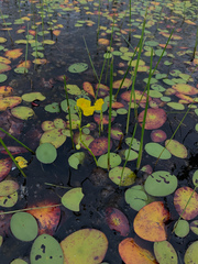 Utricularia floridana