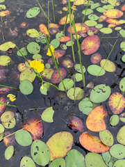 Utricularia floridana