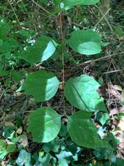 Philadelphus inodorus