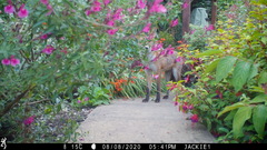 Vulpes vulpes