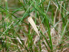 Agriphila straminella