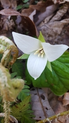 Trillium simile