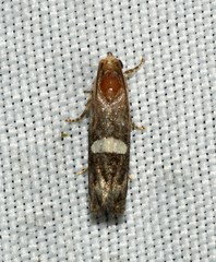 Epiblema gibsoni