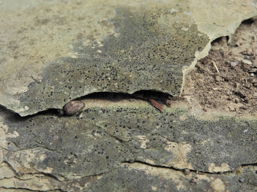 Bacidia coprodes image