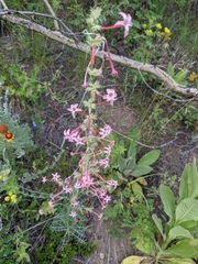Ipomopsis aggregata collina