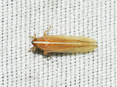 Stenocranus unipunctatus