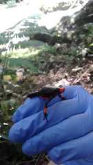 Oophaga histrionica