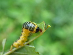 Macremphytus tarsatus