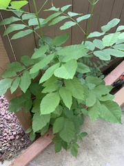 Fraxinus pennsylvanica subintegerrima
