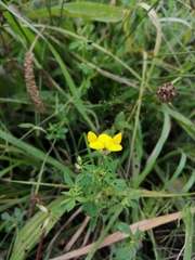 Lotus corniculatus
