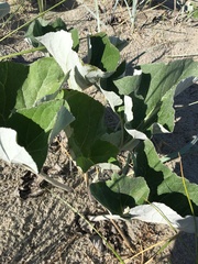 Petasites spurius