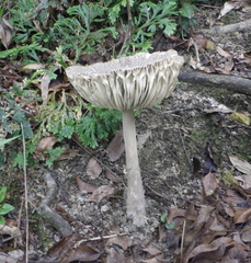 Amanita sinensis