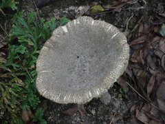 Amanita sinensis