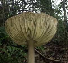 Amanita sinensis
