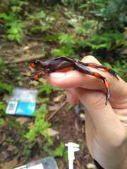 Oophaga histrionica