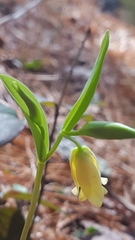 Uvularia puberula
